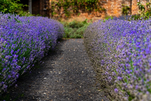 lavendar in a well kept garden