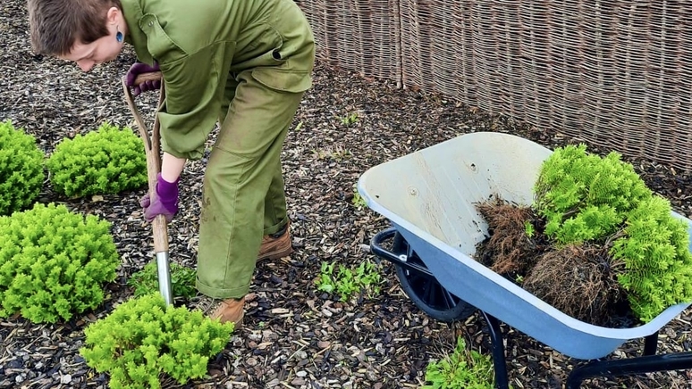 Planting small shrubs by fence