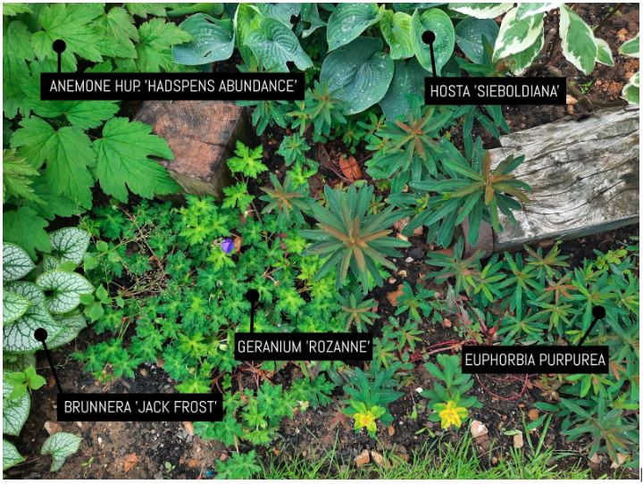 Looking after garden shrubs